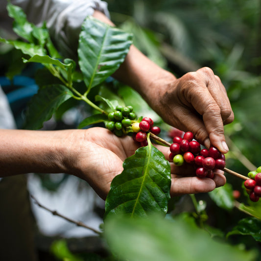Perú - Red Bourbon 🇵🇪